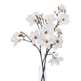 White Magnolia Stem
