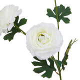 White Ranunculus