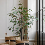Everlasting Bamboo Plant