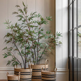 Everlasting Bamboo Plant