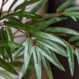 Everlasting Bamboo Plant