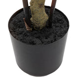 Everlasting Bamboo Plant