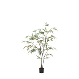 Everlasting Bamboo Plant