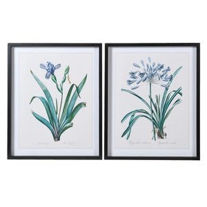 Set of 2 Iris and Agapanthus Pictures
