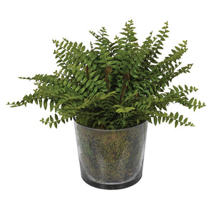 Boston Fern in Glass Pot