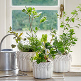 Cetara Pot