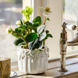 Cetara Pot