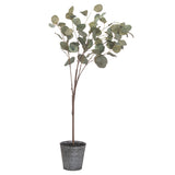 Eucalyptus Tree in Metallic Pot