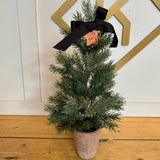 Pine Tree in Terracotta Pot