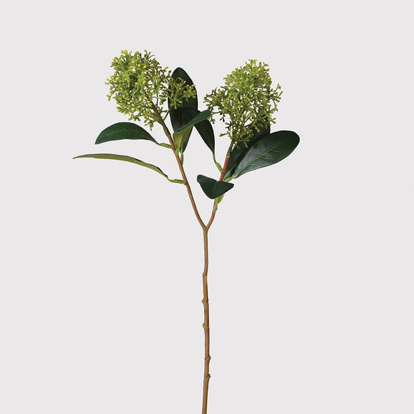 Green Skimmia Spray with Leaves