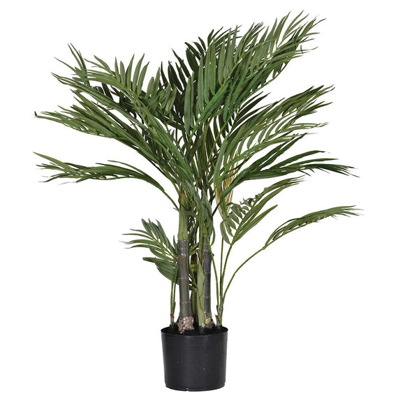 Green Areca Palm in Black Pot