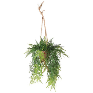 Hanging Boston Fern in Pot