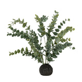 Large Eucalyptus in Soil
