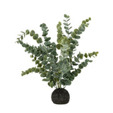 Large Eucalyptus in Soil