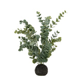 Large Eucalyptus in Soil