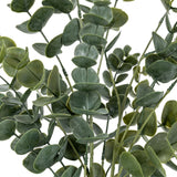 Large Eucalyptus in Soil