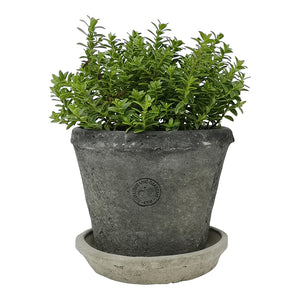 Kew Terracotta Pot