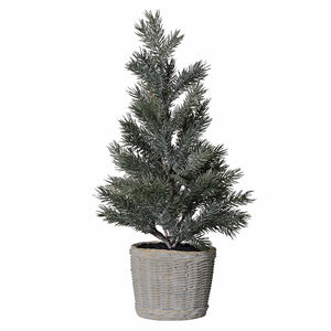 Pine Tree in Clay Pot