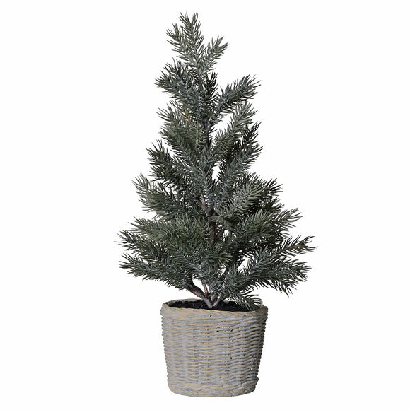 Pine Tree in Clay Pot