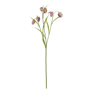 Purple Fritillaria Stem
