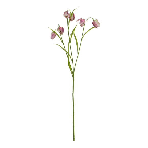 Purple Fritillaria Stem