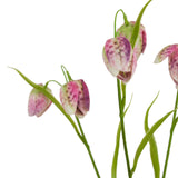 Purple Fritillaria Stem