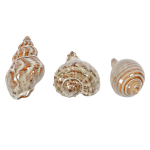 Set of 3 Seashells