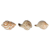 Set of 3 Seashells