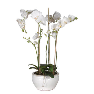 White Orchid Phalaenopsis Plants in White Glazed Bowl