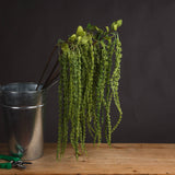 Green Amaranthus