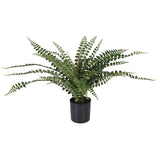 Button Fern in Pot