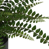 Button Fern in Pot