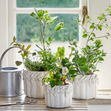 Cetara Pot - KHEE