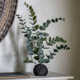 Eucalyptus in Soil - KHEE
