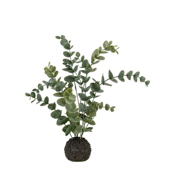 Eucalyptus in Soil - KHEE