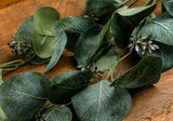 Eucalyptus Stem Spray - KHEE