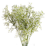 White Gypsophila Spray