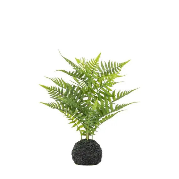 Lady Fern in Soil - KHEE