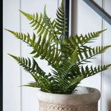 Lady Fern in Soil - KHEE