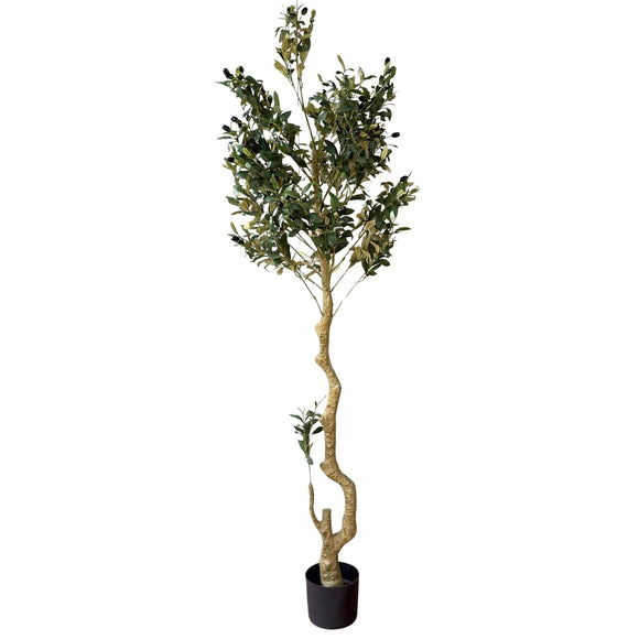Large Calabira Olive - KHEE