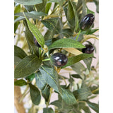 Large Calabira Olive - KHEE