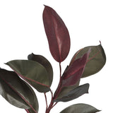 Dark Leaf Magnolia Tree