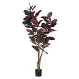 Dark Leaf Magnolia Tree