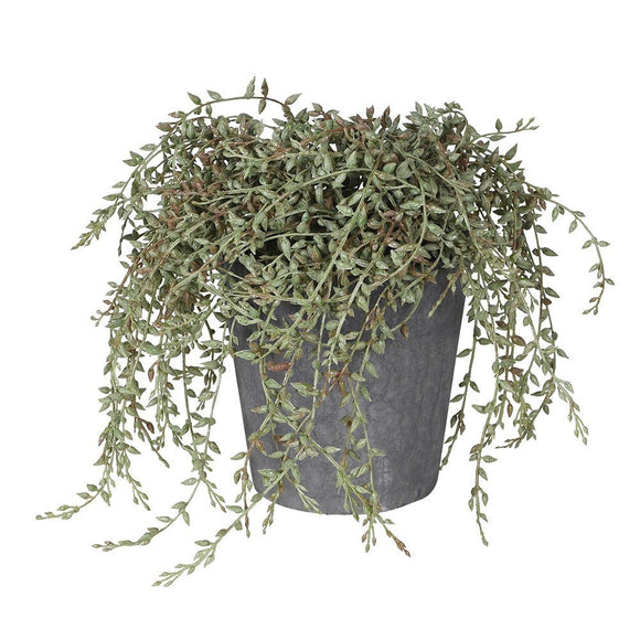 Senecio Radican in Grey Pot - KHEE