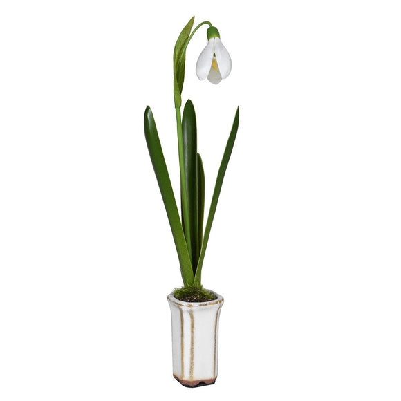 Snowdrop in Ceramic Pot