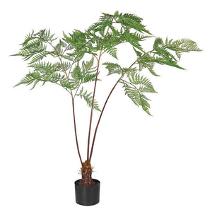 Sword Fern Plant in Black Plastic Pot - KHEE