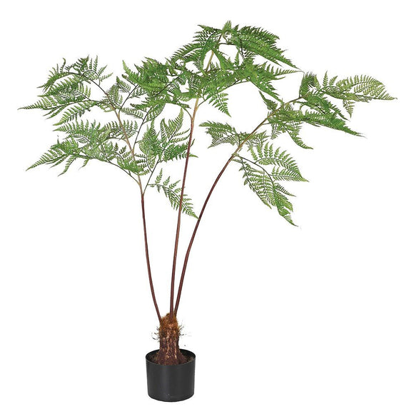 Sword Fern Plant in Black Plastic Pot - KHEE