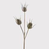 Brown Teasel Bundle