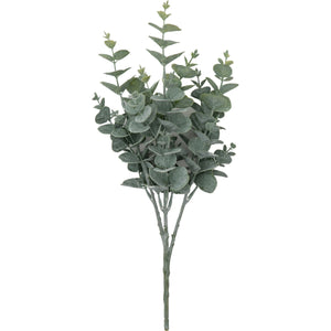 Frosted Eucalyptus Bush