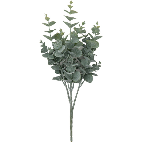 Frosted Eucalyptus Bush